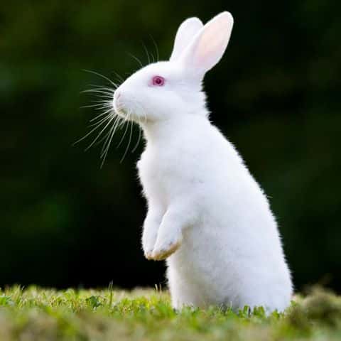 فیلترشکن خرگوش